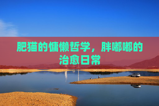 肥猫的慵懒哲学，胖嘟嘟的治愈日常