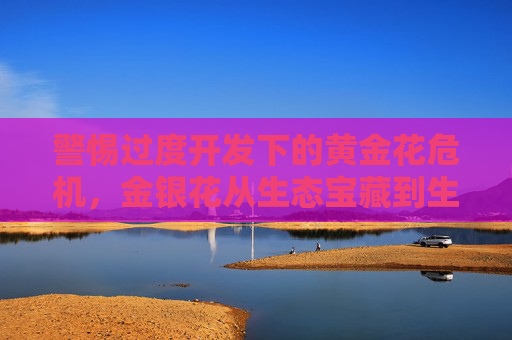 警惕过度开发下的黄金花危机，金银花从生态宝藏到生态负担的演变，警惕过度开发下的黄金花危机，金银花从生态宝藏到生态负担的演变