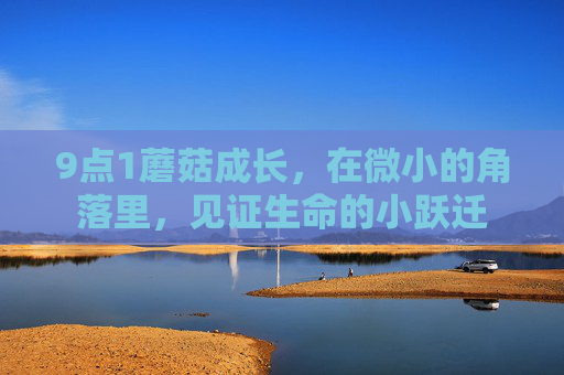 9点1蘑菇成长，在微小的角落里，见证生命的小跃迁