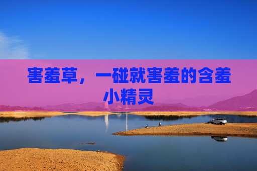 害羞草,一碰就害羞的含羞小精灵 害羞草,一碰就害羞的含羞小精灵