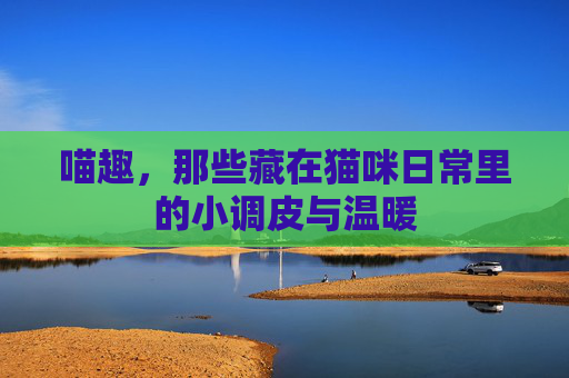 喵趣，那些藏在猫咪日常里的小调皮与温暖