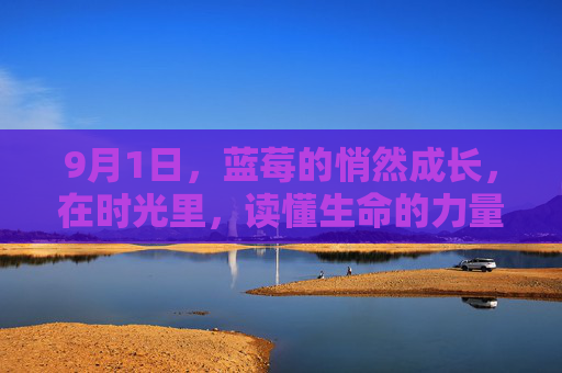 9月1日,蓝莓的悄然成长,在时光里,读懂生命的力量 9月1日,蓝莓的悄然成长,在时光里,读懂生命的力量