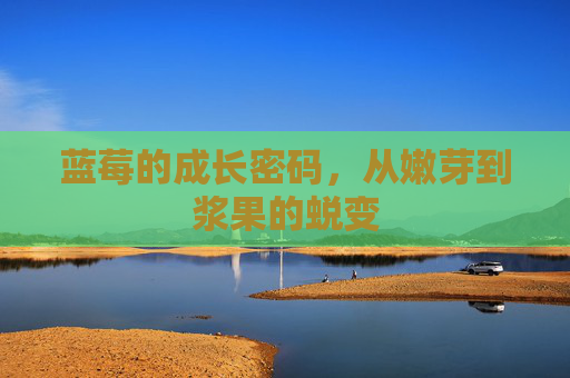 蓝莓的成长密码,从嫩芽到浆果的蜕变 蓝莓的成长密码,从嫩芽到浆果的蜕变
