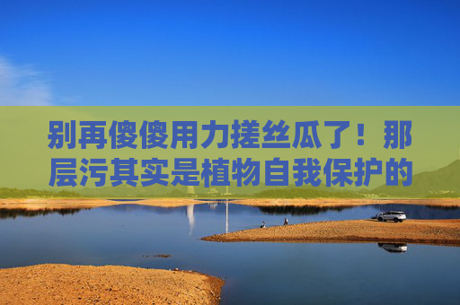 别再傻傻用力搓丝瓜了!那层污其实是植物自我保护的健康密码 别再傻傻用力搓丝瓜了!那层污其实是植物自我保护的健康密码