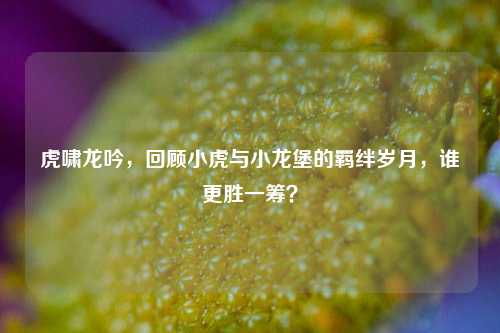 虎啸龙吟,回顾小虎与小龙堡的羁绊岁月,谁更胜一筹?